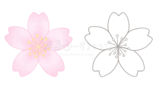 水彩風と線画のかわいい無料フリー素材　桜の花のイラスト