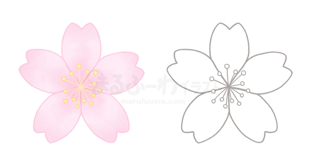 水彩風と線画のかわいい無料フリー素材　桜の花のイラスト