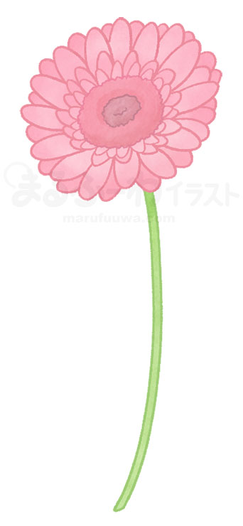 Watercolor style free illustration of a pink gerbera - sample
