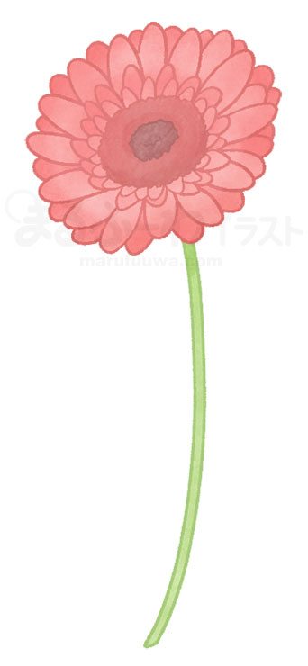 Watercolor style free illustration of a red gerbera - sample