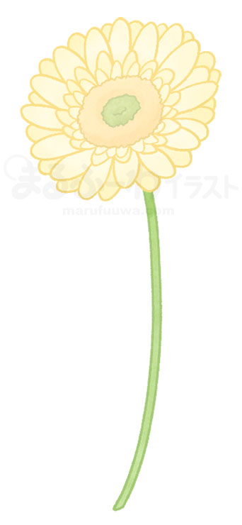 Watercolor style free illustration of a white gerbera - sample