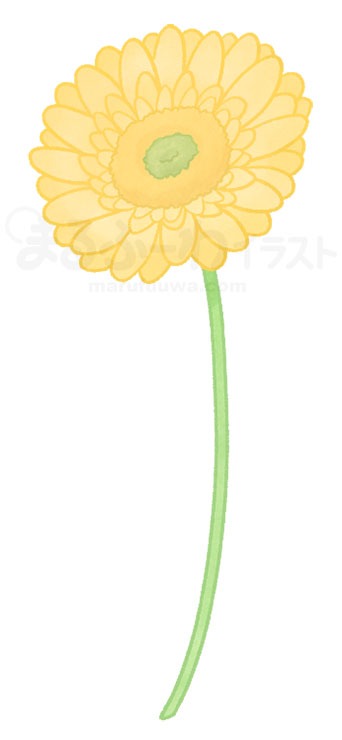 Watercolor style free illustration of a yellow gerbera - sample