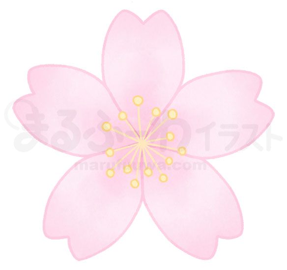 水彩風　無料フリー素材　桜の花のイラスト　サンプル