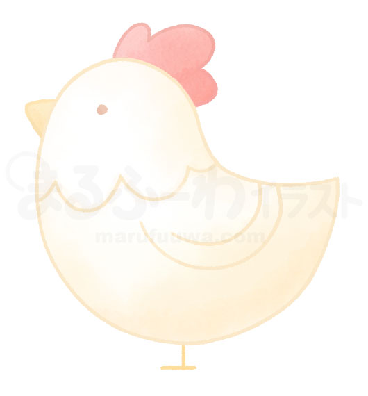 水彩風の無料フリー素材　白い鶏のイラスト　サンプル