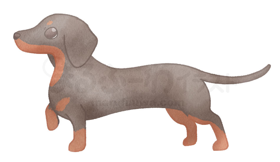 Watercolor style free illustration of a black and brown dachshund - sample