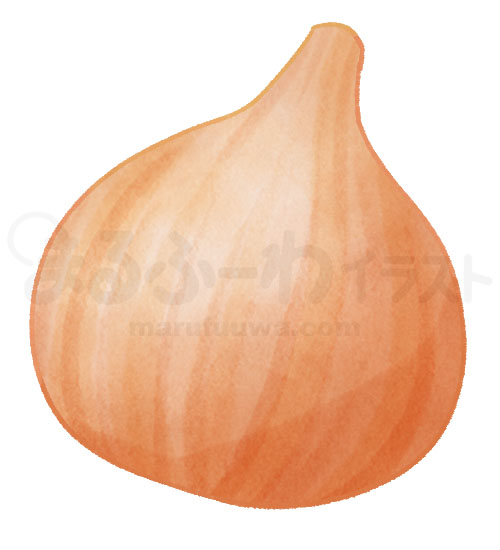 Watercolor style free illustration of a brown onion - sample