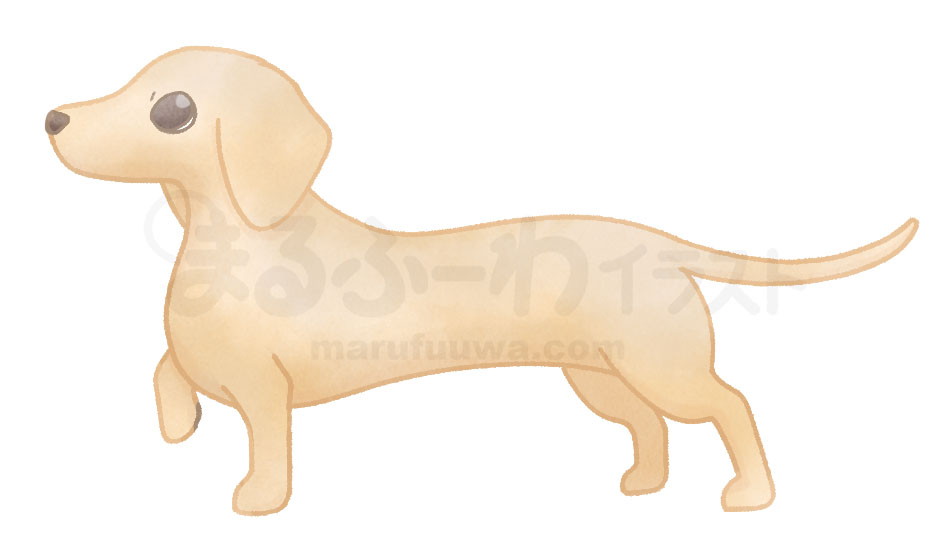 Watercolor style free illustration of a cream  dachshund - sample