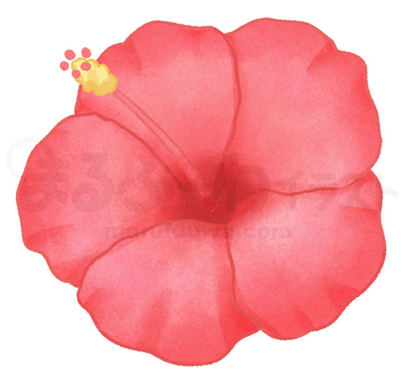 Watercolor style free illustration of a red hibiscus - sample