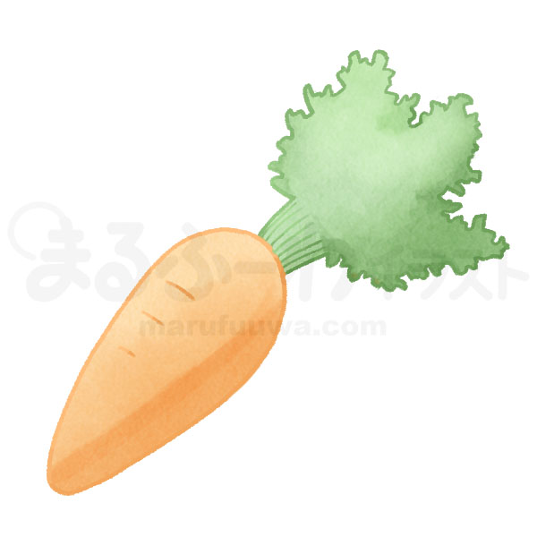 Watercolor style free illustration of an orange carrot - sample