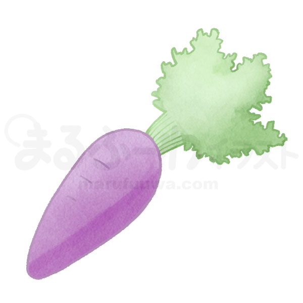Watercolor style free illustration of a purple carrot - sample