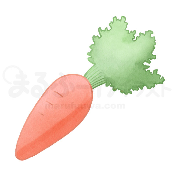 Watercolor style free illustration of a red carrot - sample