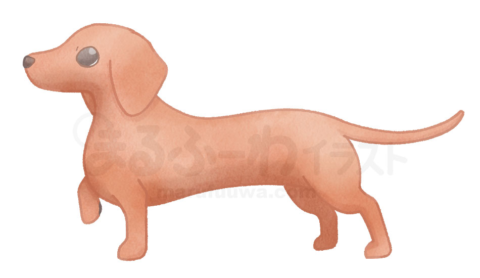 Watercolor style free illustration of a brown dachshund - sample
