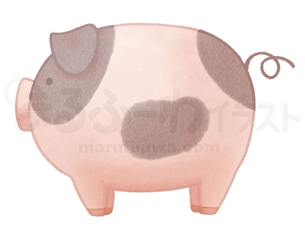 Watercolor style free illustration of a spotted pattern pig - sample