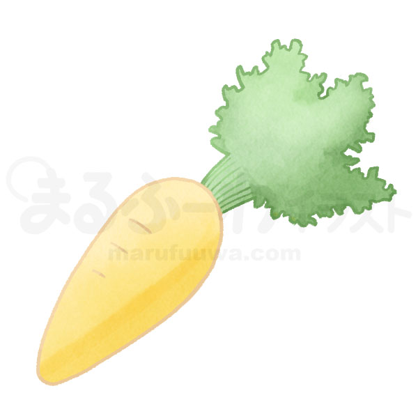 Watercolor style free illustration of a yellow carrot - sample