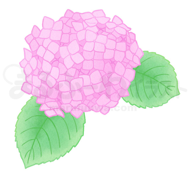 水彩風の無料フリー素材　ピンクの紫陽花のイラスト　サンプル