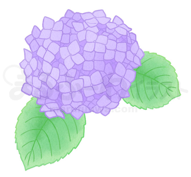 水彩風の無料フリー素材　紫の紫陽花のイラスト　サンプル