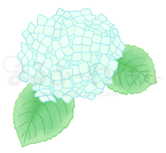 水彩風の無料フリー素材　白い紫陽花のイラスト　サンプル