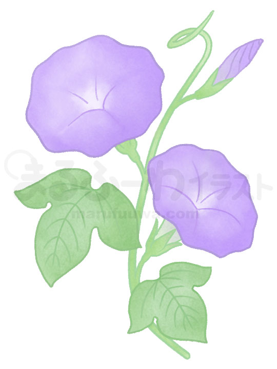 水彩風無料フリー素材のサンプル　紫の朝顔のイラスト