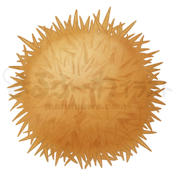 水彩風無料フリー素材のサンプル　茶色い毬栗のイラスト