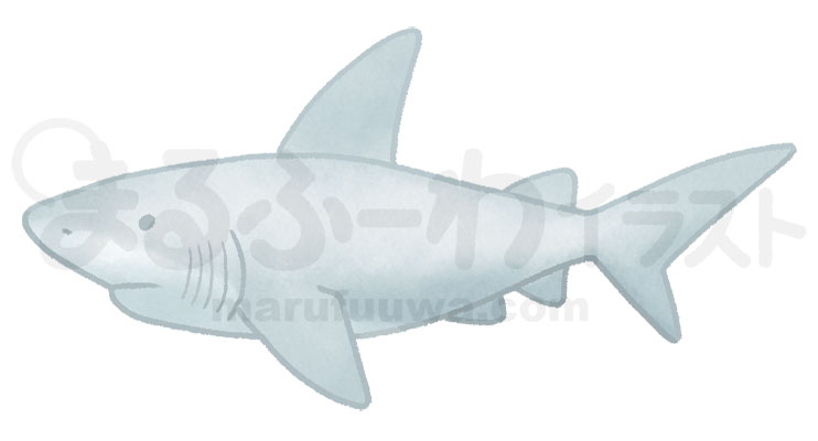 水彩風無料フリー素材のサンプル　灰色のサメのイラスト