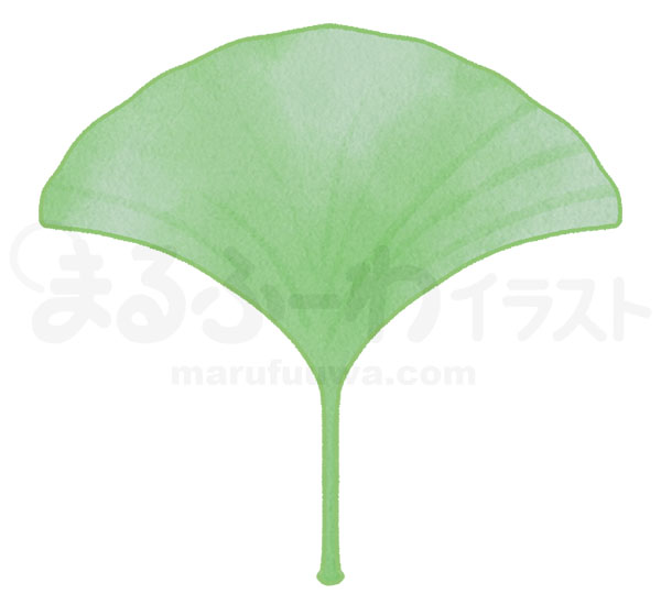 水彩風無料フリー素材のサンプル　切れ込みの無い緑色のイチョウの葉っぱのイラスト