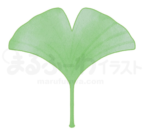 水彩風無料フリー素材のサンプル　切れ込みが１つある緑色のイチョウの葉っぱのイラスト