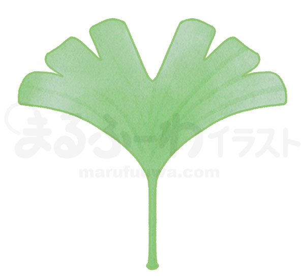 水彩風無料フリー素材のサンプル　切れ込みが５つある緑色のイチョウの葉っぱのイラスト
