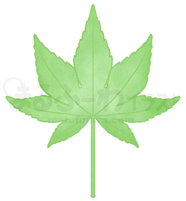 水彩風無料フリー素材のサンプル　緑のもみじの葉っぱのイラスト