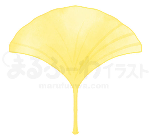 水彩風無料フリー素材のサンプル　切れ込みの無い黄色のイチョウの葉っぱのイラスト