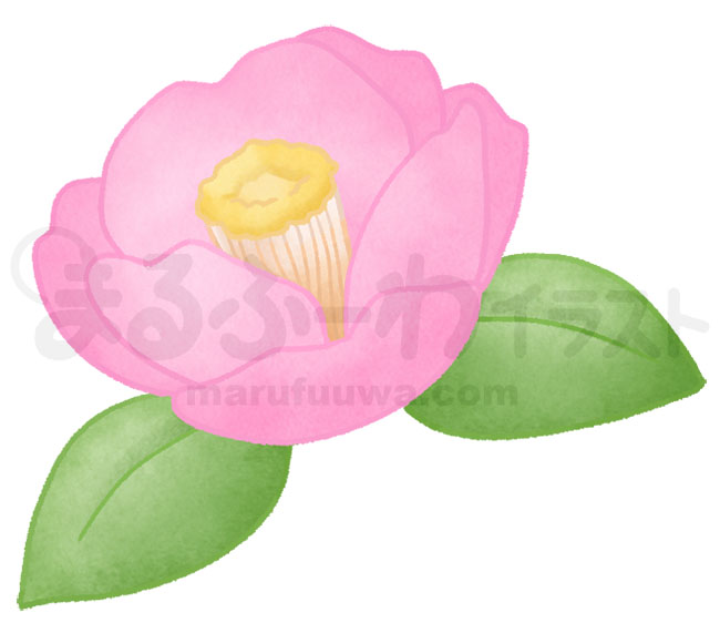 水彩風無料フリー素材のサンプル　ピンクの椿の花のイラスト