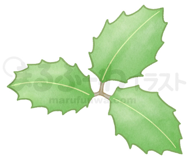 水彩風無料フリー素材のサンプル　セイヨウヒイラギの葉っぱのイラスト