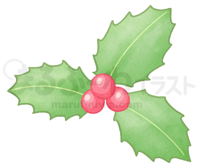 水彩風無料フリー素材のサンプル　セイヨウヒイラギの実と葉っぱのイラスト