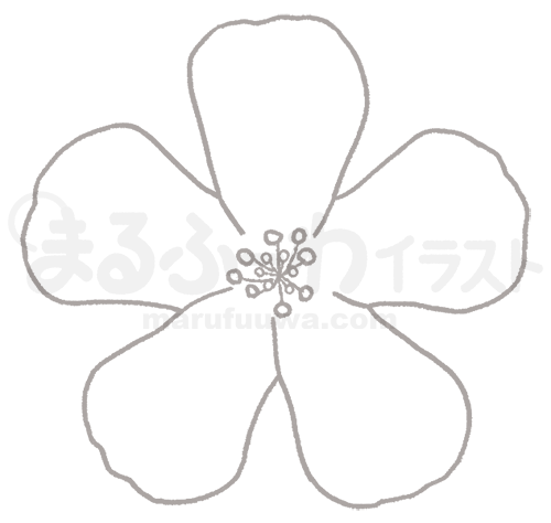 白黒線画の無料フリー素材のサンプル　カタバミの花のイラスト