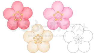水彩風と線画のかわいい無料フリー素材　梅の花のイラスト