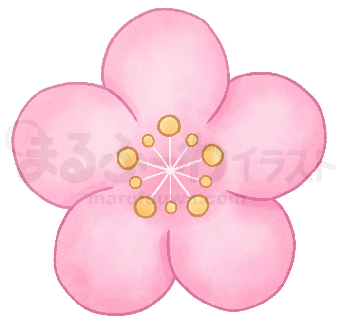 水彩風無料フリー素材のサンプル　ピンクの梅の花のイラスト
