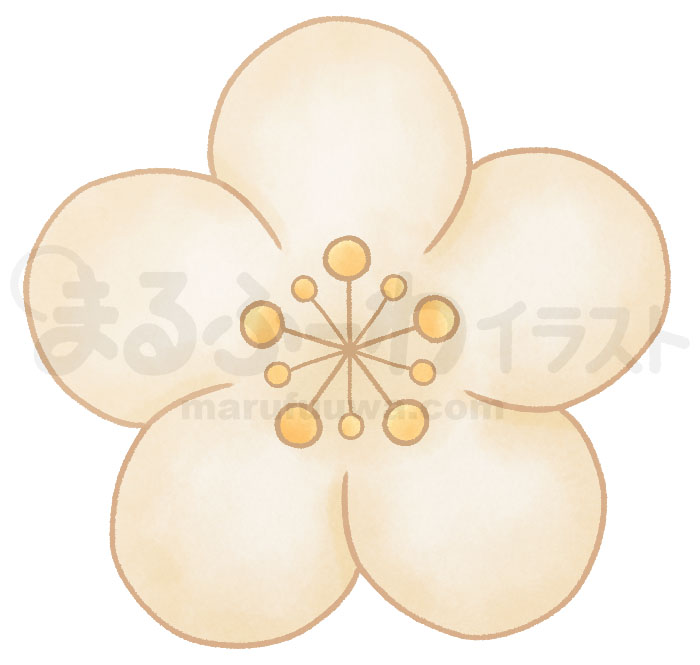 水彩風無料フリー素材のサンプル　白い梅の花のイラスト
