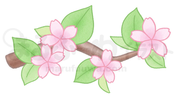 水彩風無料フリー素材のサンプル　葉桜の枝のイラスト