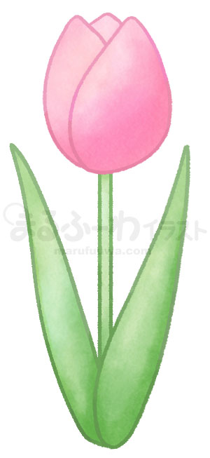 水彩風無料フリー素材のサンプル　ピンクのチューリップのイラスト