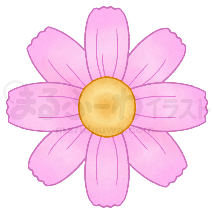 水彩風無料フリー素材のサンプル　ピンクのコスモスの花のイラスト
