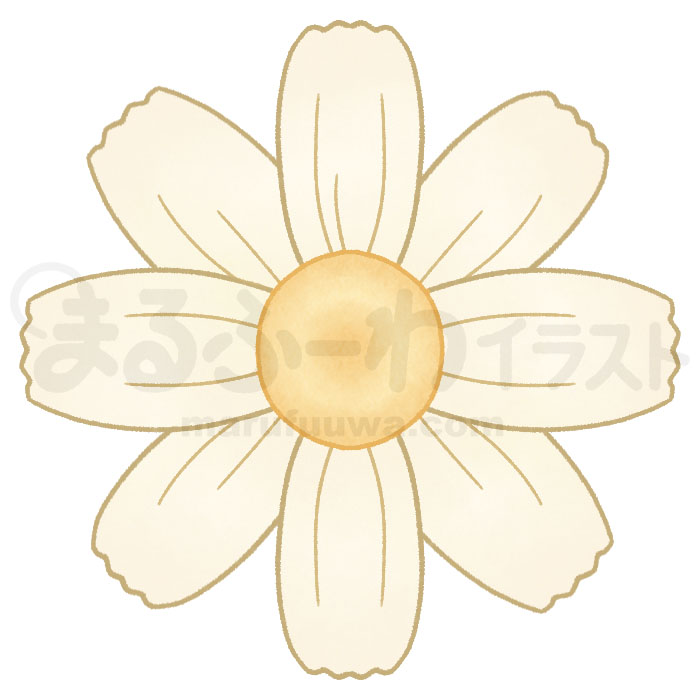 水彩風無料フリー素材のサンプル　白いコスモスの花のイラスト
