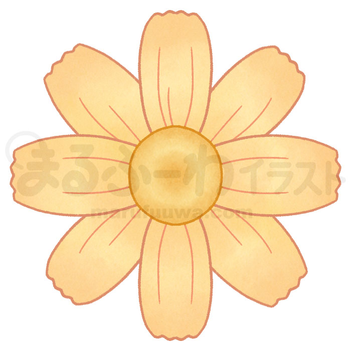 水彩風無料フリー素材のサンプル　黄色いコスモスの花のイラスト